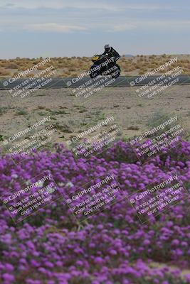 media/Jan-14-2023-SoCal Trackdays (Sat) [[497694156f]]/Turn 14 Exit Bloomig (145pm)/